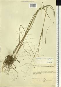 Glyceria spiculosa (F.Schmidt) Roshev. ex B.Fedtsch., Siberia, Yakutia (S5) (Russia)