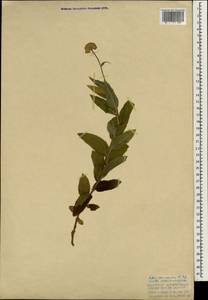 Kemulariella caucasica (Willd.) Tamamsch., South Asia, South Asia (Asia outside ex-Soviet states and Mongolia) (ASIA) (Turkey)