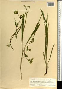 Bupleurum sibiricum Vest ex Roem. & Schult., Mongolia (MONG) (Mongolia)