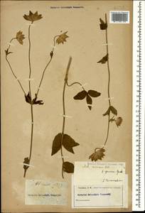 Astrantia maxima Pall., Caucasus (no precise locality) (K0)