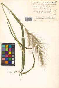 Echinochloa crus-galli subsp. crus-galli, Siberia, Russian Far East (S6) (Russia)