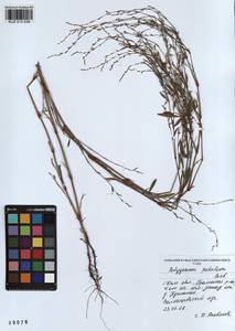 Polygonum patulum M.Bieb., Siberia, Altai & Sayany Mountains (S2) (Russia)