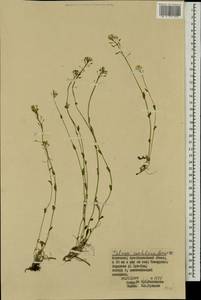 Noccaea cochleariforme (DC.) Á. Löve & D. Löve, Mongolia (MONG) (Mongolia)