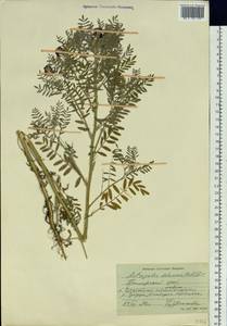 Astragalus davuricus (Pall.) DC., Siberia, Russian Far East (S6) (Russia)