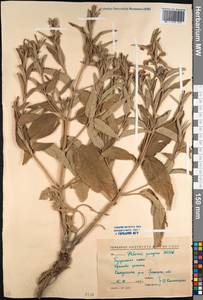 Phlomis herba-venti subsp. pungens (Willd.) Maire ex DeFilipps, Caucasus, North Ossetia, Ingushetia & Chechnya (K1c) (Russia)