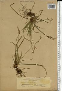 Carex digitata L., Eastern Europe, North Ukrainian region (E11) (Ukraine)