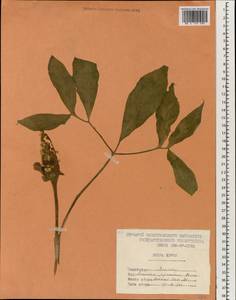 Arisaema serratum var. serratum, South Asia, South Asia (Asia outside ex-Soviet states and Mongolia) (ASIA) (North Korea)