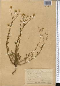 Tripleurospermum inodorum (L.) Sch.-Bip, Middle Asia, Syr-Darian deserts & Kyzylkum (M7) (Kazakhstan)