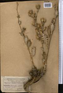 Cousinia oreodoxa Bornm. & Sint., Middle Asia, Kopet Dag, Badkhyz, Small & Great Balkhan (M1) (Turkmenistan)