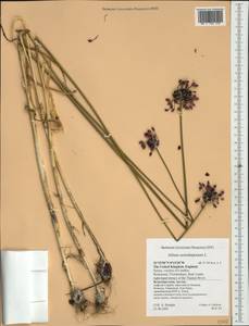 Allium scorodoprasum L., Western Europe (EUR) (United Kingdom)