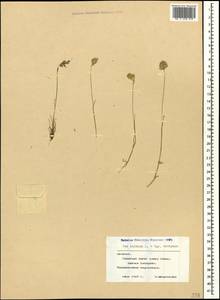 Poa bulbosa L., Caucasus, Armenia (K5) (Armenia)