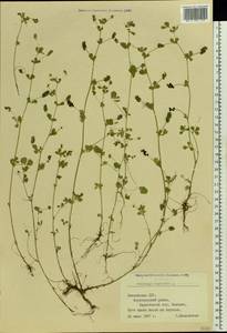 Medicago lupulina L., Eastern Europe, Latvia (E2b) (Latvia)