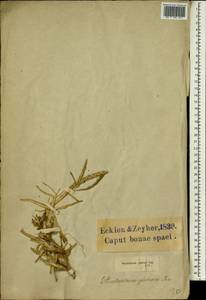 Stenotaphrum dimidiatum (L.) Brongn., Africa (AFR) (South Africa)