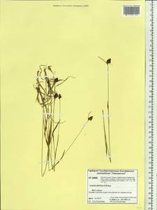 Luzula multiflora subsp. sibirica V. I. Krecz., Siberia, Central Siberia (S3) (Russia)