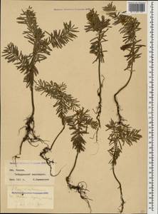 Abies nordmanniana (Steven) Spach, Caucasus, Stavropol Krai, Karachay-Cherkessia & Kabardino-Balkaria (K1b) (Russia)