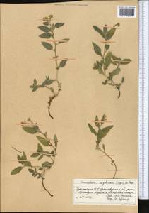 Tournefortia sogdiana (Bunge) Popov, Middle Asia, Karakum (M6) (Turkmenistan)
