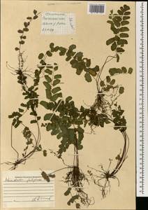 Adiantum philippense L., South Asia, South Asia (Asia outside ex-Soviet states and Mongolia) (ASIA) (Philippines)