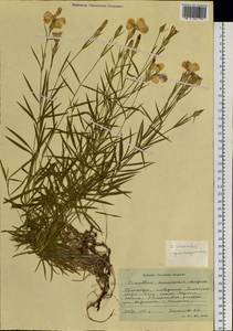 Dianthus chinensis, Siberia, Russian Far East (S6) (Russia)