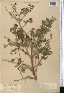 Lonicera korolkowii Stapf, Middle Asia, Pamir & Pamiro-Alai (M2)
