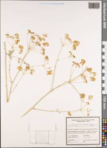 Ferulago macrocarpa (Fenzl) Boiss., South Asia, South Asia (Asia outside ex-Soviet states and Mongolia) (ASIA) (Iran)