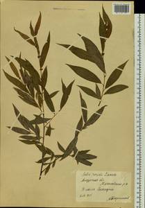 Salix rorida Laksch., Siberia, Russian Far East (S6) (Russia)