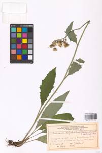 Hieracium lachenalii subsp. deductum (Sudre) Greuter, Eastern Europe, Moscow region (E4a) (Russia)