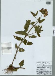 Glandularia hybrida (Groenland & Rümpler) G.L.Nesom & Pruski, Eastern Europe, Central region (E4) (Russia)
