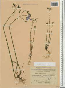Linum austriacum subsp. squamulosum (Juz.), Crimea (KRYM) (Russia)