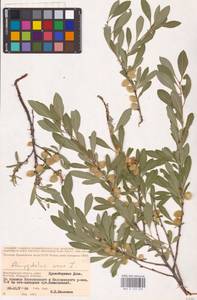Prunus tenella Batsch, Eastern Europe, Lower Volga region (E9) (Russia)