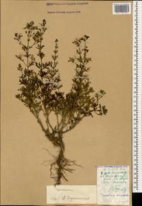 Teucrium orientale L., Caucasus, Dagestan (K2) (Russia)