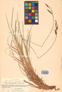 Carex middendorffii F.Schmidt, Siberia, Russian Far East (S6) (Russia)