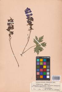 Delphinium elatum L., Eastern Europe, Eastern region (E10) (Russia)