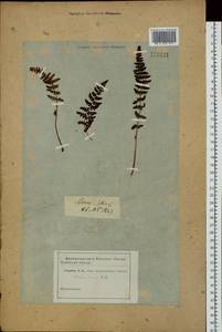 Woodsia ilvensis (L.) R.Br., Siberia (no precise locality) (S0) (Russia)
