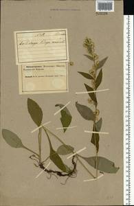 Solidago virgaurea L., Eastern Europe, Northern region (E1) (Russia)