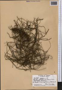 Cassytha filiformis L., America (AMER) (United States)