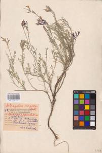 Astragalus varius S.G.Gmel., Eastern Europe, Lower Volga region (E9) (Russia)