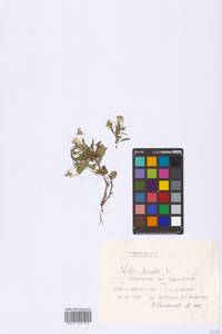 Viola tricolor L., Eastern Europe, Middle Volga region (E8) (Russia)