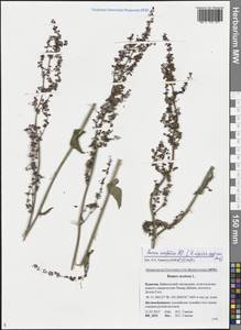 Rumex acetosa L., Siberia, Baikal & Transbaikal region (S4) (Russia)