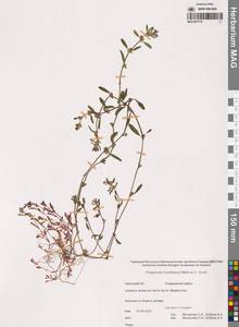 Polygonum humifusum Mert. ex K.Koch, Siberia, Chukotka & Kamchatka (S7) (Russia)