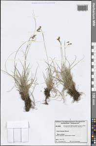 Carex × turfosa Fr., Siberia, Central Siberia (S3) (Russia)