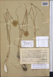 Allium petraeum Kar. & Kir., Middle Asia, Northern & Central Tian Shan (M4) (Kazakhstan)