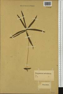 Polygonatum verticillatum (L.) All., Western Europe (EUR) (Germany)
