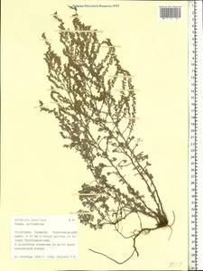 Artemisia austriaca Jacq., Eastern Europe, Lower Volga region (E9) (Russia)