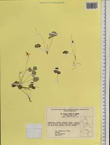 Coptis trifolia (L.) Salisb., Siberia, Russian Far East (S6) (Russia)