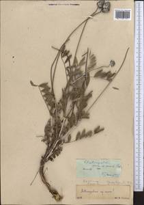 Astragalus speciosissimus Pavlov, Middle Asia, Western Tian Shan & Karatau (M3) (Kazakhstan)
