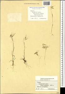 Bromus tectorum L., Caucasus, Armenia (K5) (Armenia)