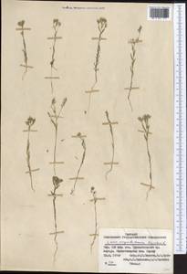Linum corymbulosum Rchb., Middle Asia, Pamir & Pamiro-Alai (M2) (Kyrgyzstan)