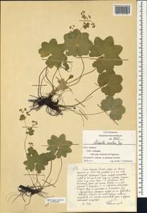 Alchemilla devestiens Juz., Eastern Europe, Central region (E4) (Russia)