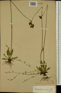Pilosella piloselloides subsp. praealta (Gochnat) S. Bräut. & Greuter, Eastern Europe, Moscow region (E4a) (Russia)