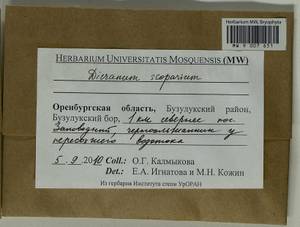Dicranum scoparium Hedw., Bryophytes, Bryophytes - South Urals (B14) (Russia)